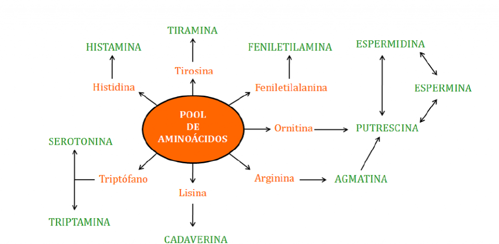 aminoacidos