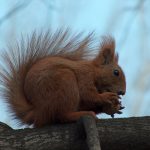ardilla-nuez-640