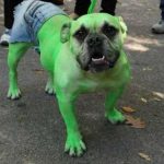 disfraz-mascota-portada