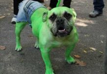 Los más divertidos disfraces para mascotas disfraces para mascotas
