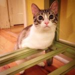 gato-2-patas-2
