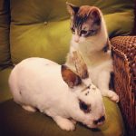 gato-2-patas-3