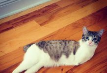 El gato adoptado que nació con dos patas solamente gato con 2 patas