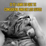 gato-curiosidad1