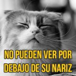 gato-curiosidad10