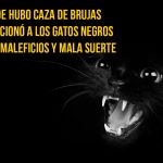 gato-curiosidad14