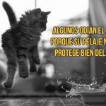 gato-curiosidad3