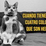 gato-curiosidad4