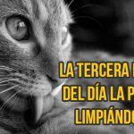gato-curiosidad6