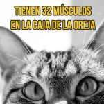 gato-curiosidad7