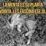 gato-curiosidad9