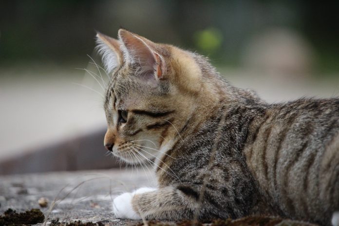 curiosidades de los gatos