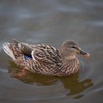 pato-640