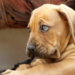 perro-curiosidades-portada