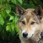 perro-desciende-lobo
