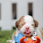 perro-dormido