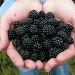 recogiendo-moras
