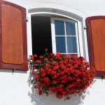 ventana-abierta-con-flores