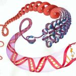 Epigenetica