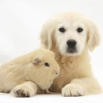 Ganster y perrito