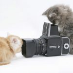 Gatito fotógrafo