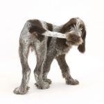 Perrito