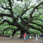 Turismo_Angel_Oak