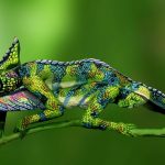 chameleon-bodypainting